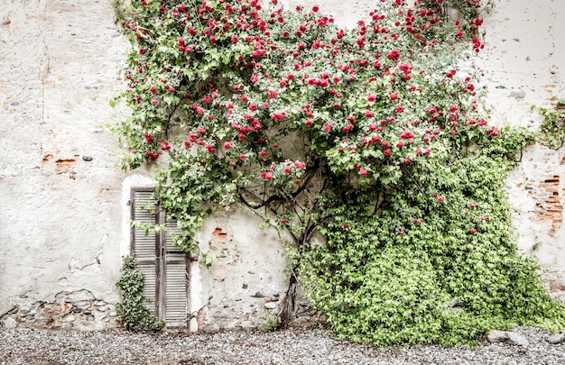 Rose antiche romantiche durante la stagione estiva. La location è sgangherata e vintage nel nord Italia.