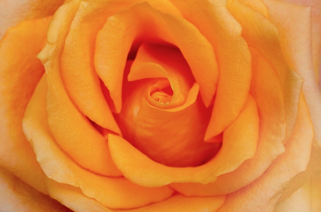 Rose arancioni con sfondo sfocato modello