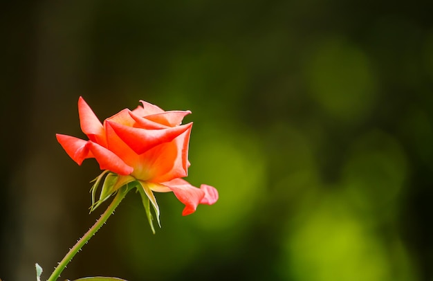 Rose arancioni in giardino