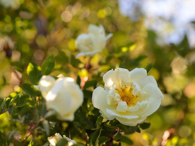 Rose bianche al tramonto estivo