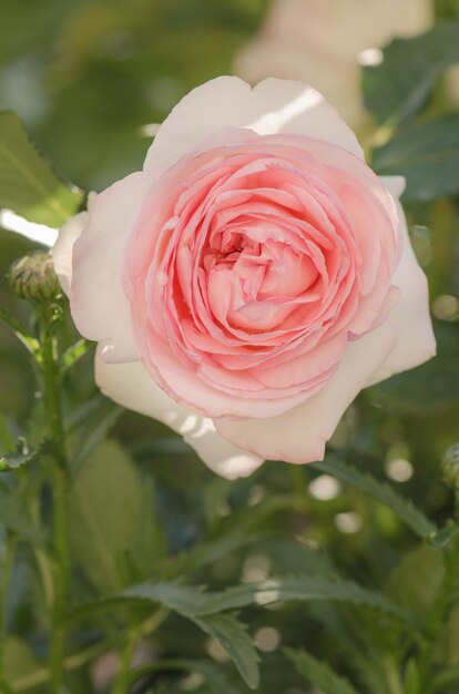 Rose bianche e rosa Eden Rose Giardino estivo con rose inglesi