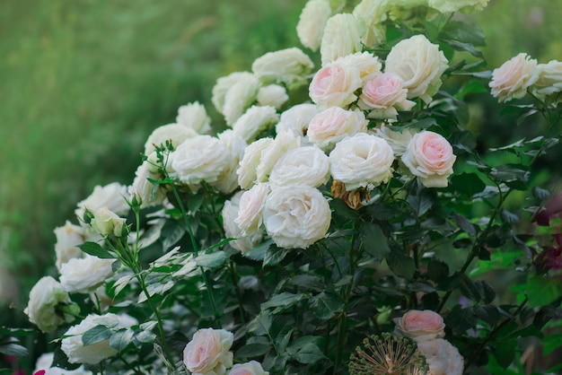 Rose bianche e rosa Eden Rose Giardino estivo con rose inglesi