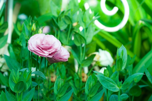 Rose bianche e rosa nel giardino con colori vintagemessa a fuoco selettivaRose rosa tailandesi