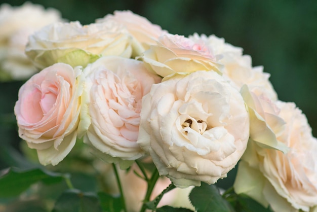 Rose bianche Eden Rose nel giardino estivo Germogli di rose bianche che sbocciano su un cespuglio