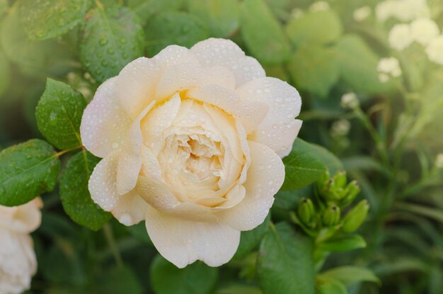 Rose bianche nel giardino estivo Germogli di rose bianche che sbocciano su un cespuglio