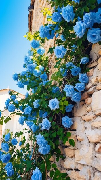 Rose blu su un muro