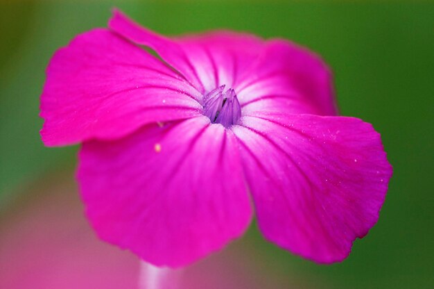 Rose Campion Lychnis coronaria