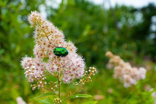 Rose chafer Cetonia aurata su fiori di Spirea bumalda