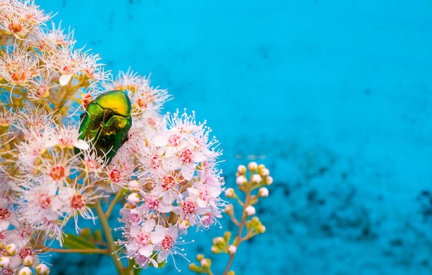 Rose chafer Cetonia aurata su fiori di Spirea bumalda