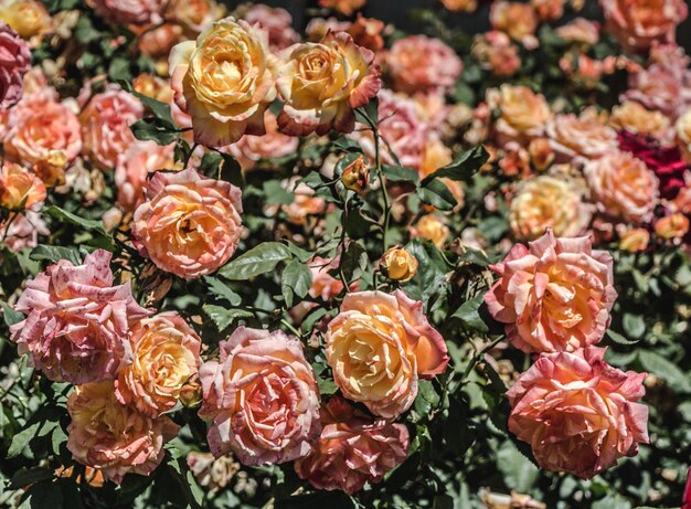 Rose colorate in un roseto