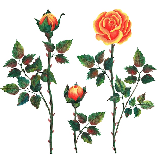 Rose colorate