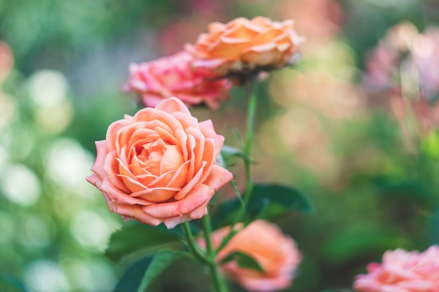 Rose da giardino, fiori rosa, natura. Cespuglio di rose.