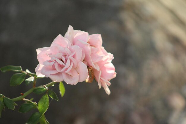 Rose da giardino rosa chiaro