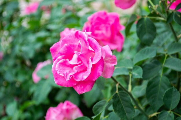 Rose da giardino rosa piante di fiori cespuglio di rose