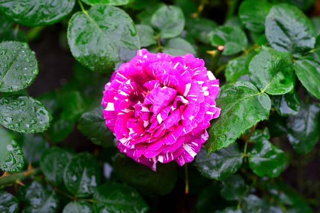 Rose di fiori con gocce in giardino su uno sfondo di prato. Un sacco di verde e un'aiuola. Progettazione del paesaggio. Natura. piante perenni
