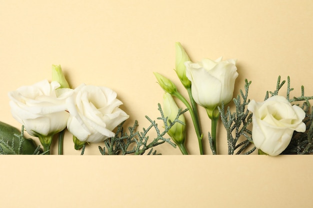 Rose e rami di thuja su sfondo beige, spazio per il testo