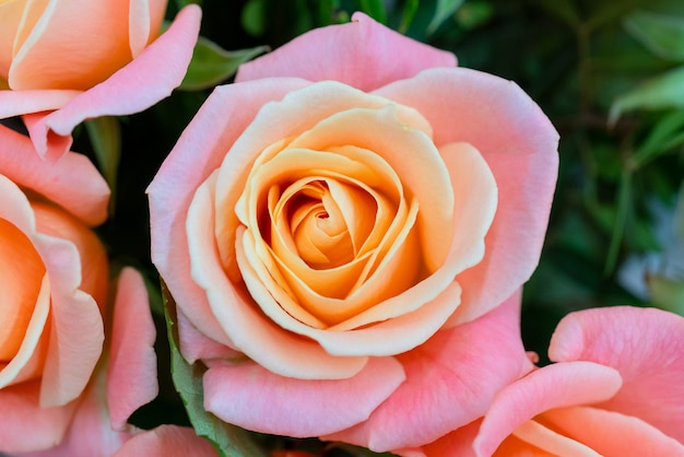 Rose fiorì in primavera. Bella rosa fresca. Bocciolo rosa in fiore. Rose a fioritura primaverile.