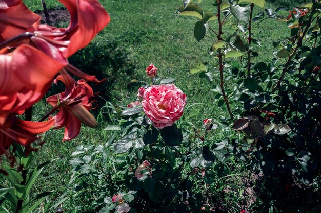 Rose fiorite di diverse varietà Il concetto di un hobby preferito Cura delle piante che crescono fiori