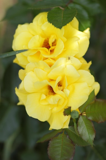 Rose gialle fresche nel verde giardino soleggiato Primo piano di un fiore giallo che sboccia all'aperto Aprire una rosa gialla incredibilmente bella nel giardino