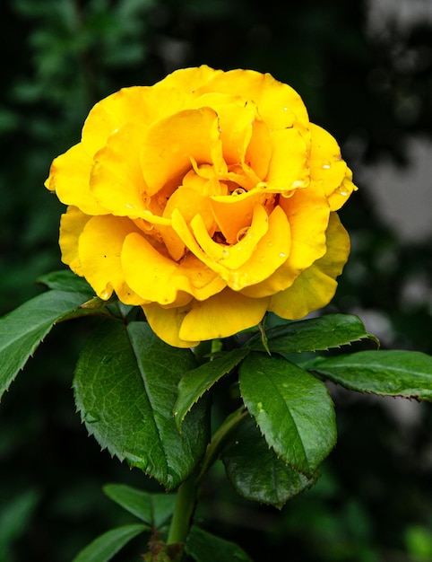 Rose gialle in giardino in un giorno d'estate dopo la pioggia.