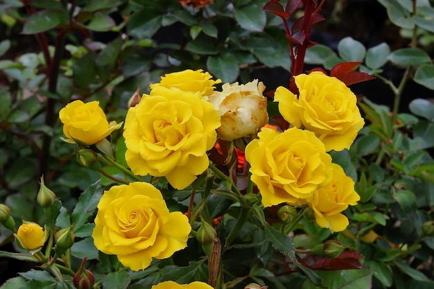 Rose gialle in giardino