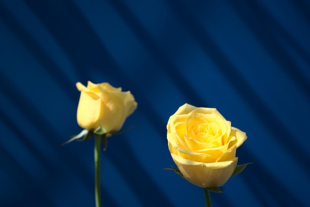 Rose gialle oro con bella luce solare e finestra ombra parete blu astratto texture di sfondo