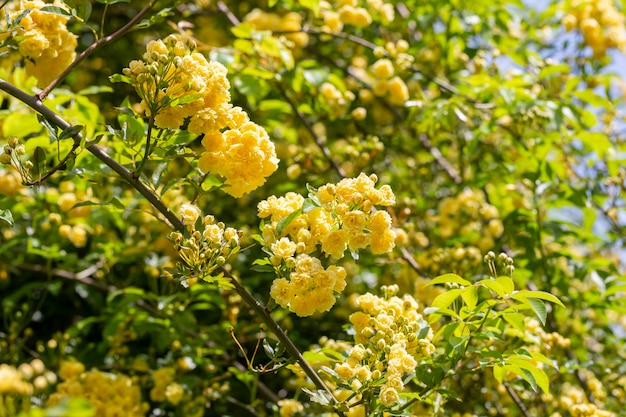 Rose gialle Rosa banksiae illuminata dal sole nel giardino floreale giallo primaverile ed estivo sfondo