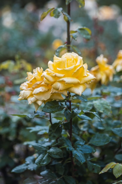 Rose gialle su foglia verde fresca.