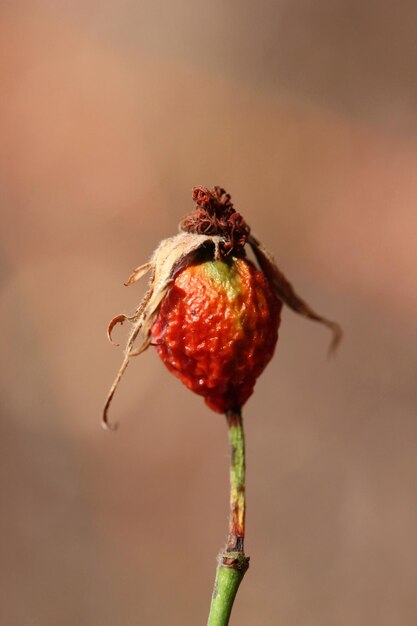 Rose hip