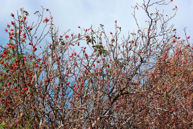 Rose hip