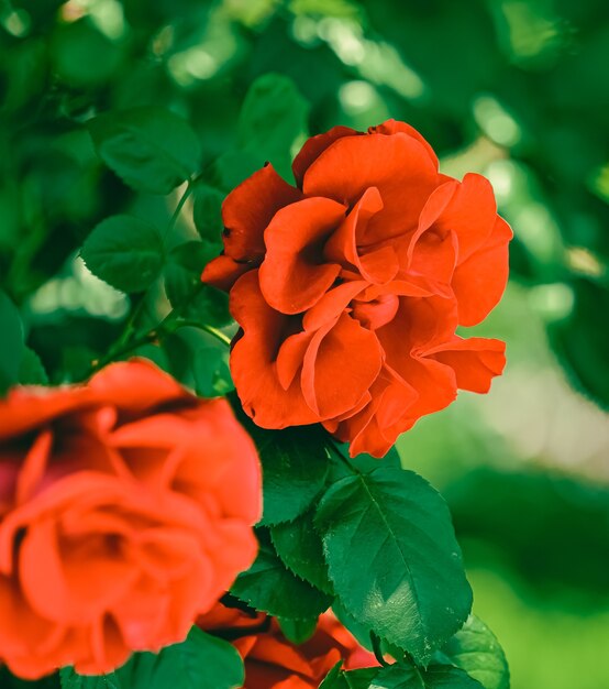 Rose in fiore nel bellissimo giardino fiorito come sfondo floreale