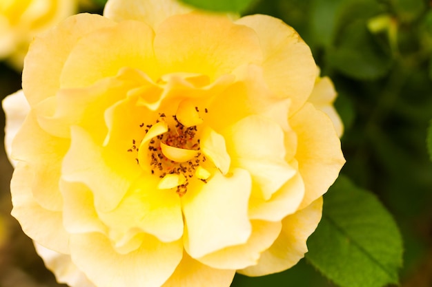 Rose in fiore nel giardino formale.