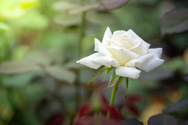 Rose in giardino, bella giornata di sole.