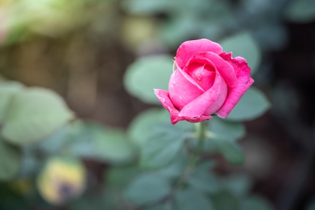 Rose in giardino, bella giornata di sole.