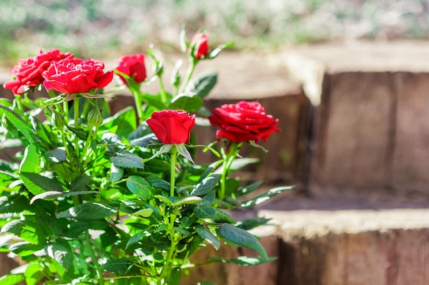 Rose in giardino. Fiori su uno sfondo di legno e pietra.