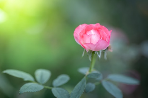 Rose in giardino, le rose sono bellissime con una bella giornata di sole.