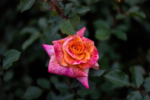 Rose in giardino su sfondo verde scuro rosa e rosso