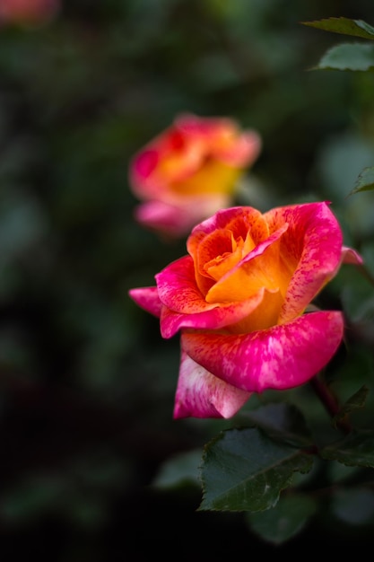 Rose in giardino su sfondo verde scuro rosa e rosso