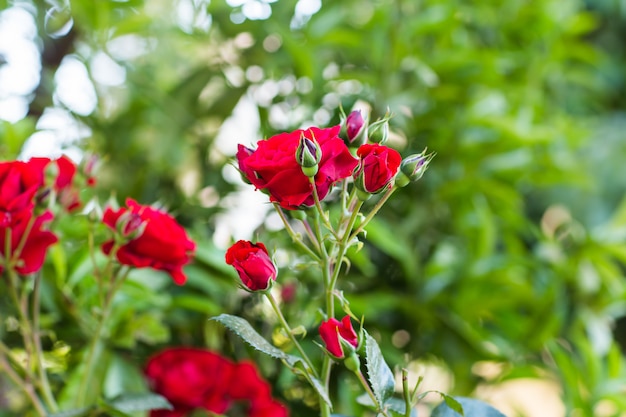 Rose in giardino