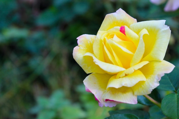 Rose in giardino