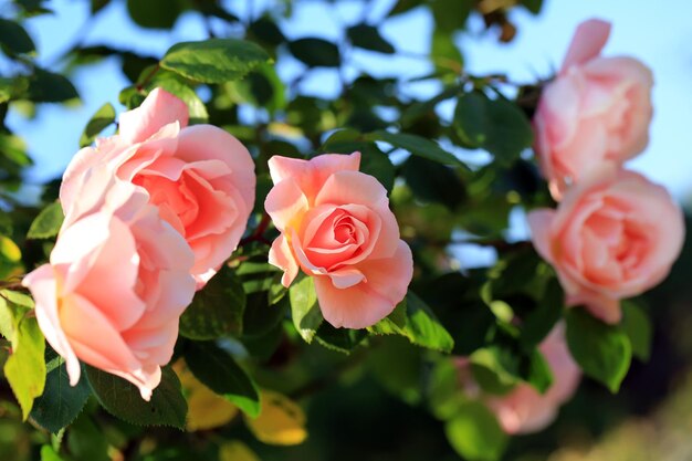 Rose in giardino