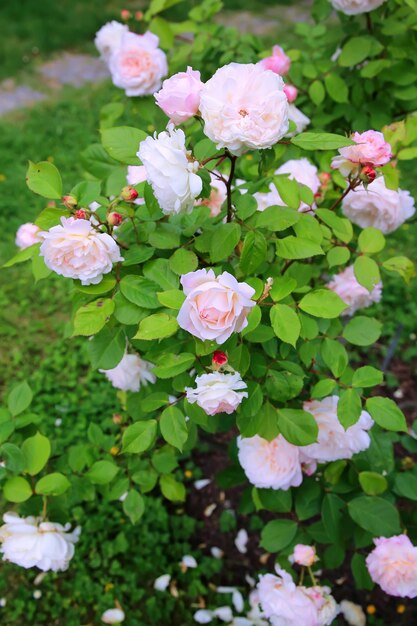 Rose in giardino