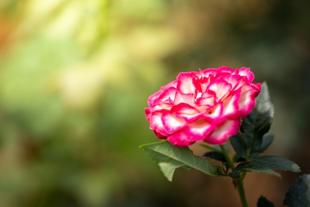 Rose in giardino