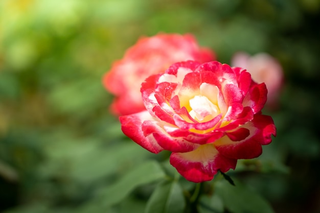 Rose in giardino