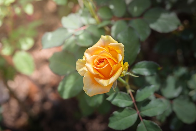 Rose in giardino