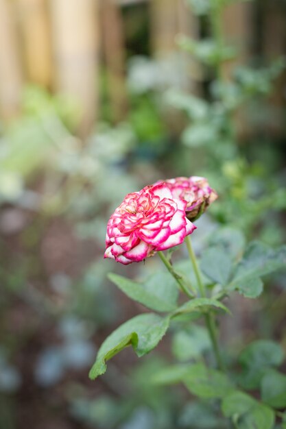 Rose in giardino