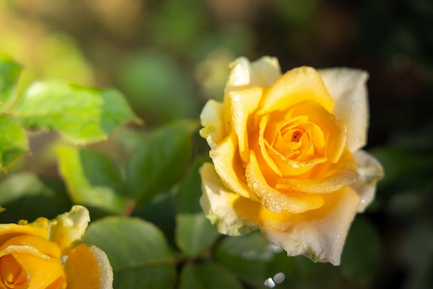 Rose in giardino