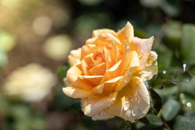 Rose in giardino