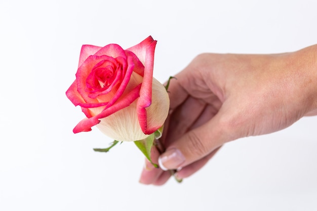 Rose in mano di donna per San Valentino