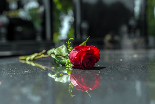 Rose in un cimitero con lapide